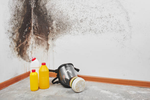 Best Local Mold Removal Service  in Oakfield, WI