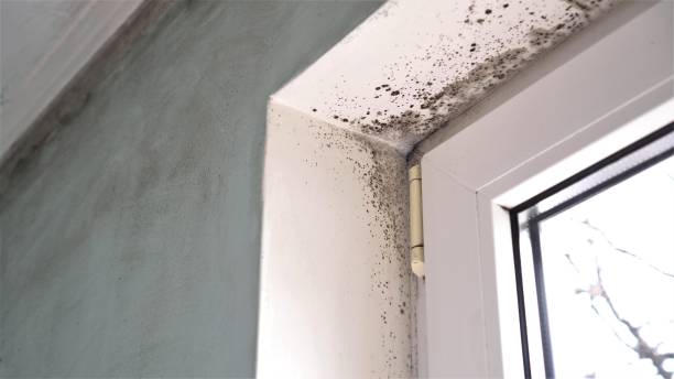 Best Black Mold Removal  in Oakfield, WI