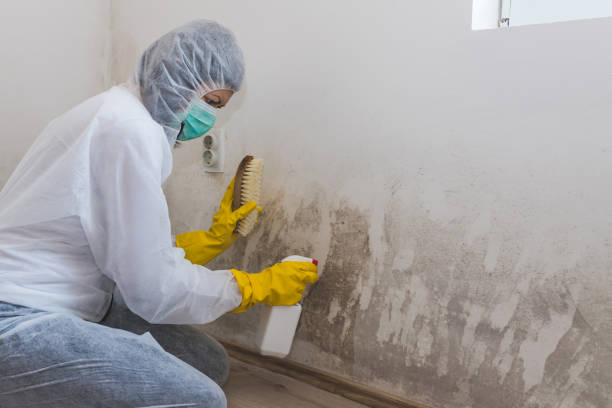 Best Toxic Mold Removal  in Oakfield, WI