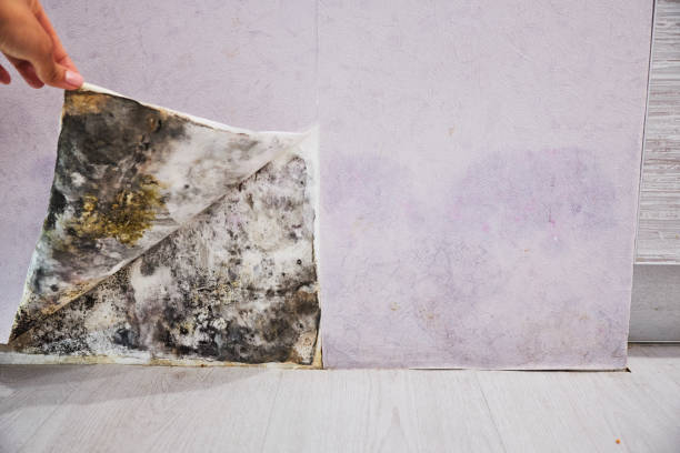 Best Fast Mold Removal  in Oakfield, WI